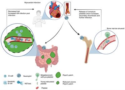 Neutrophils under the microscope: neutrophil dynamics in infection, inflammation, and cancer revealed using intravital imaging